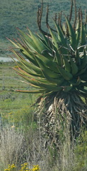 Aloe ferox