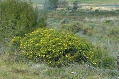 Osteospermum moniliferum