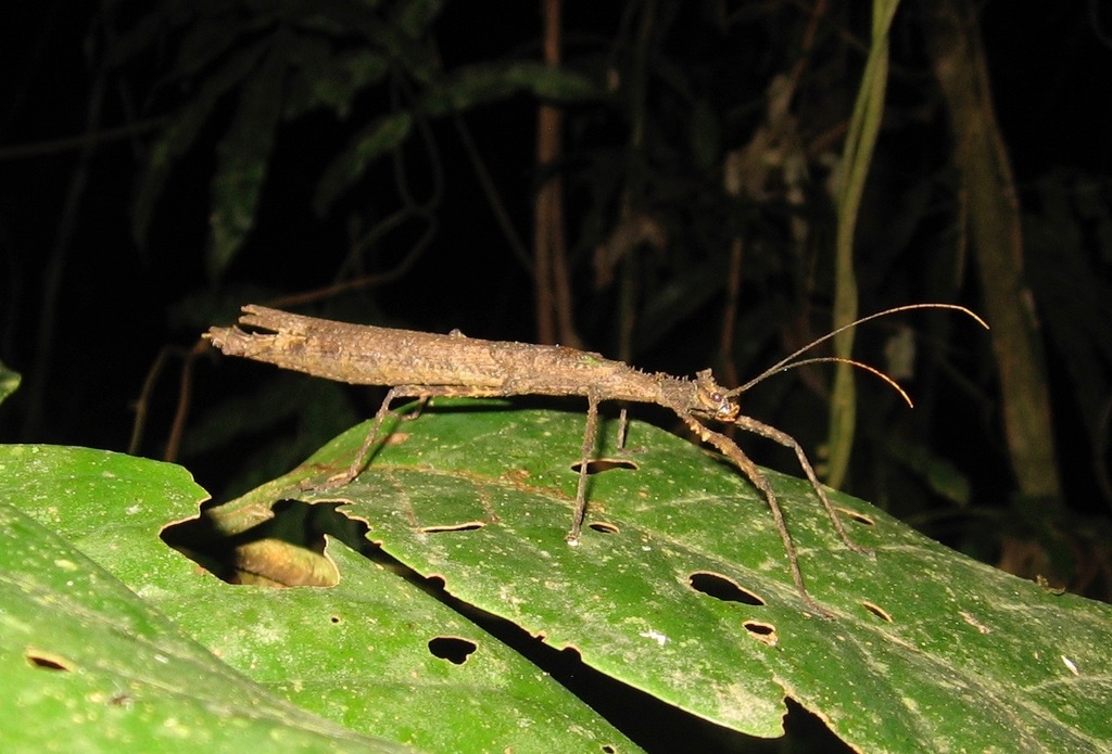 Xylospinodes