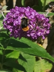Bombus pratorum