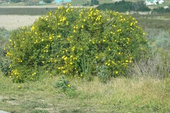Osteospermum moniliferum