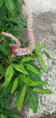 Uraria crinita
