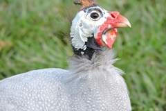 Numida meleagris domesticus