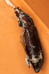 Tenebrio molitor