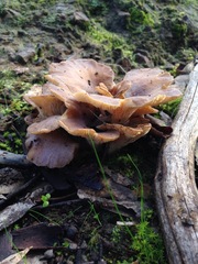 Hohenbuehelia petaloides