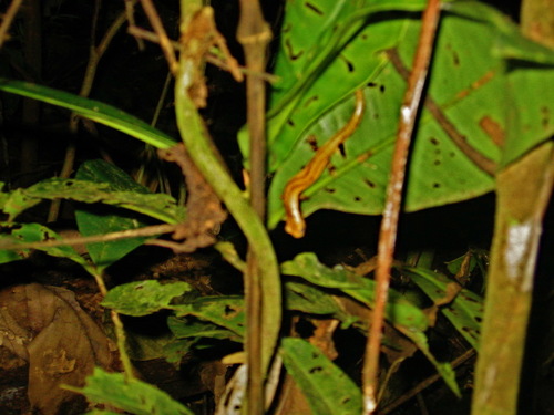 Bolitoglossa striatula