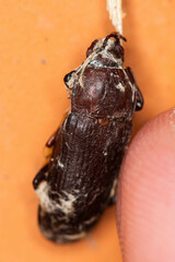 Tenebrio molitor