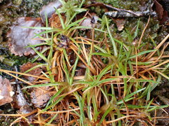 Juncus antarcticus