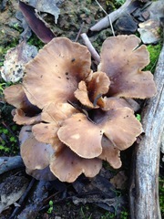 Hohenbuehelia petaloides