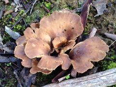 Hohenbuehelia petaloides