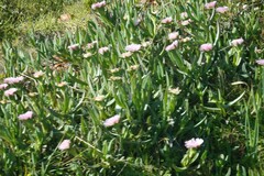 Carpobrotus mellei
