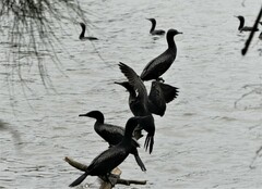 Phalacrocorax sulcirostris