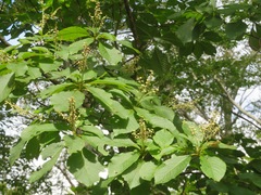 Clethra barbinervis