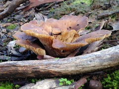 Hohenbuehelia petaloides