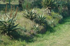 Aloe ferox
