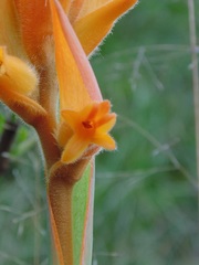 Dichromanthus aurantiacus