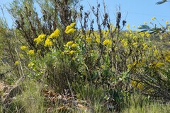 Othonna parviflora