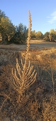 Echium boissieri
