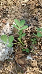 Arachis hypogaea