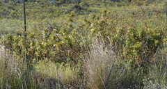 Pelargonium panduriforme