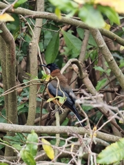 Acanthorhynchus tenuirostris