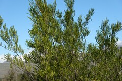 Dodonaea viscosa