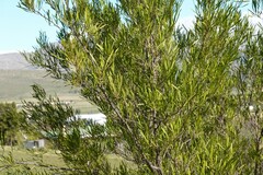 Dodonaea viscosa