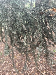 Araucaria