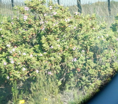 Pelargonium panduriforme