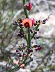 Daviesia brevifolia