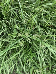 Cyperus sphacelatus