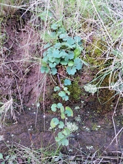 Hydrocotyle laxiflora
