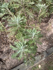 Euryops