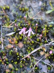 Utricularia tenella