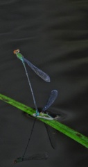 Pseudagrion rubriceps