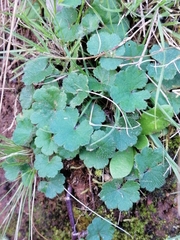 Hydrocotyle laxiflora