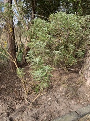 Euryops