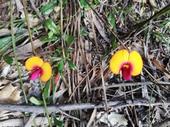 Isotropis cuneifolia