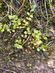 Gonocarpus micranthus