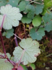 Hydrocotyle laxiflora