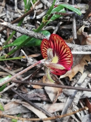 Isotropis cuneifolia