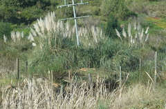 Cortaderia selloana