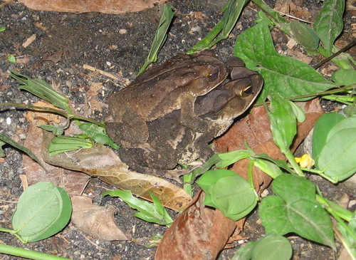 Dry Forest Toad, Incilius coccifer