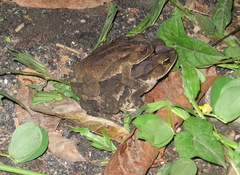 Incilius coccifer