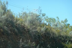 Dicerothamnus rhinocerotis