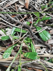Isotropis cuneifolia