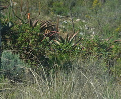 Aloe ferox
