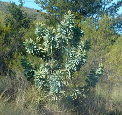 Protea nitida