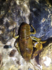 Austropotamobius pallipes