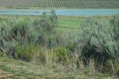 Dicerothamnus rhinocerotis